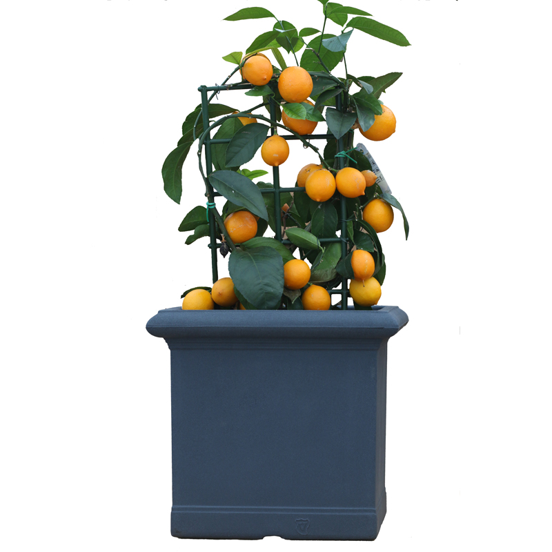 Quadratischer Pflanzkübel Liscia Mit Citrus Pflanze als Deko