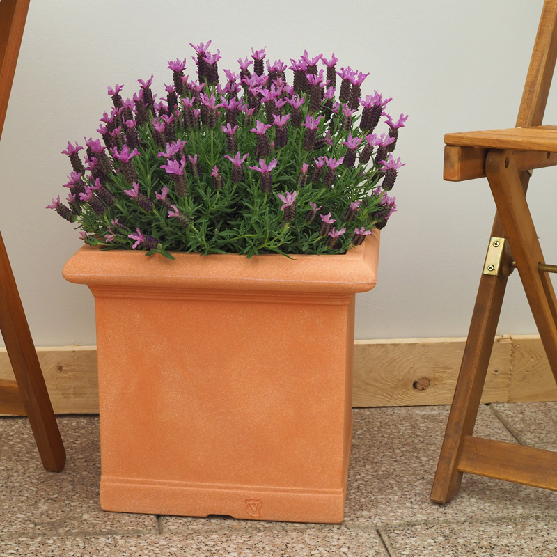 Pflanzkübel quadratisch teracotta mit Lavendel als Deko