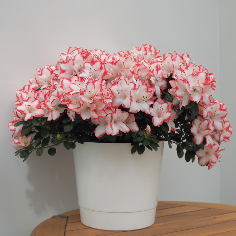 Blumenkübel Mey in Weiß mit Azalee